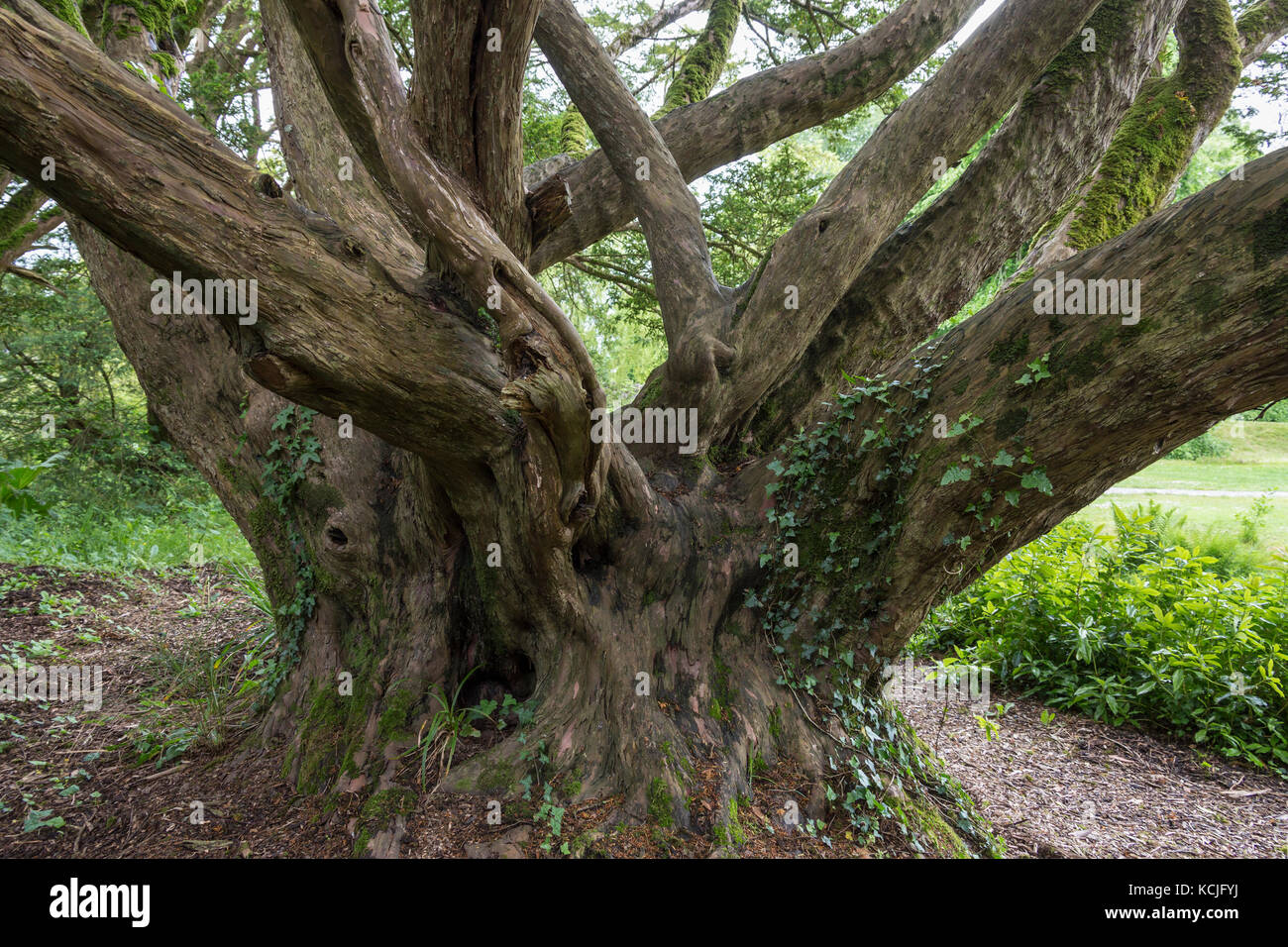English yew tree hi-res stock photography and images - Alamy