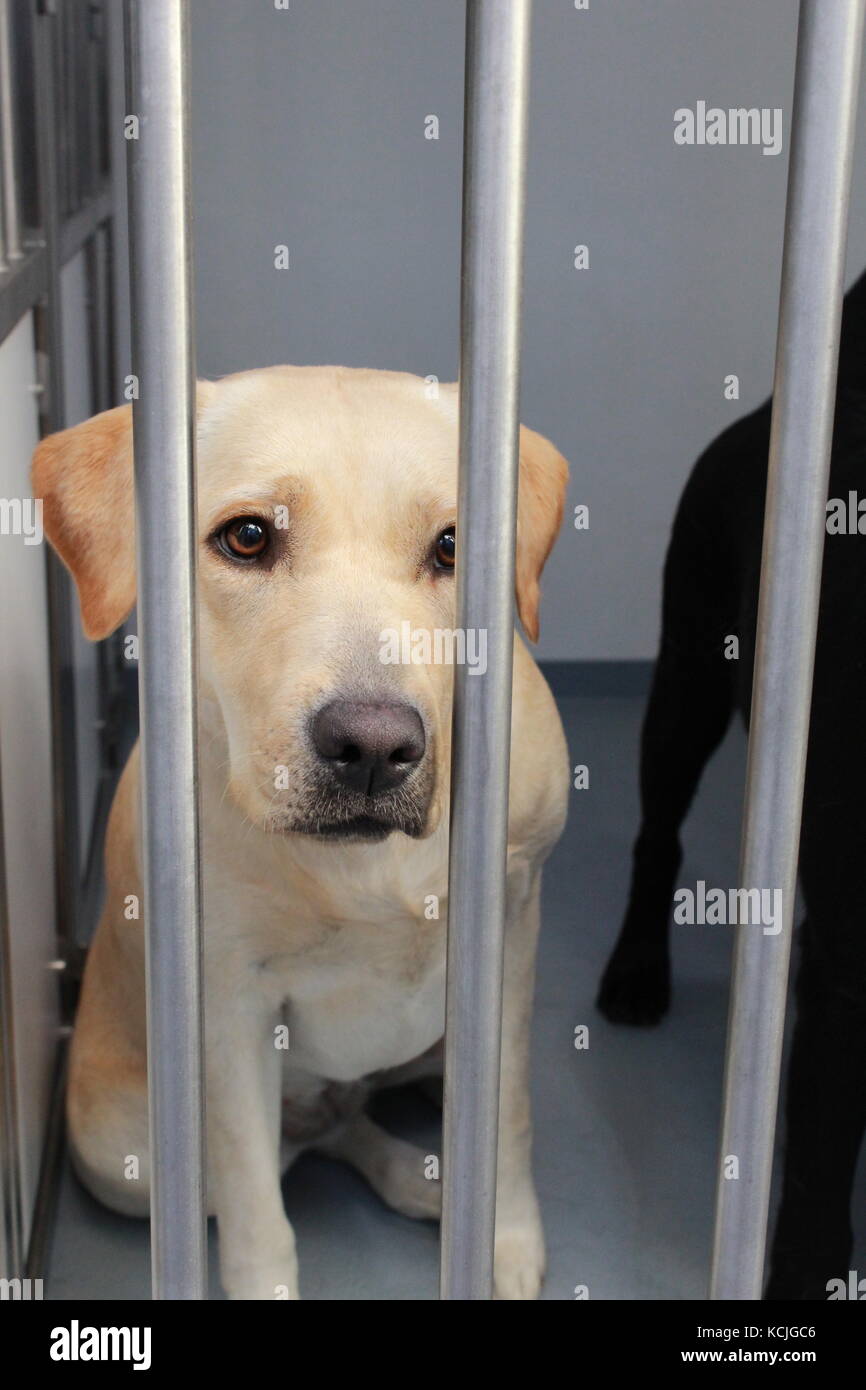 Dog in a shelter Stock Photo Alamy