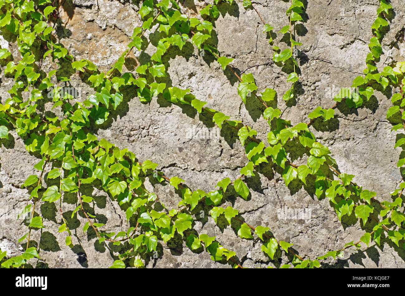 Parthenocissus tricuspidata, the Japanese creeper or Boston ivy, from