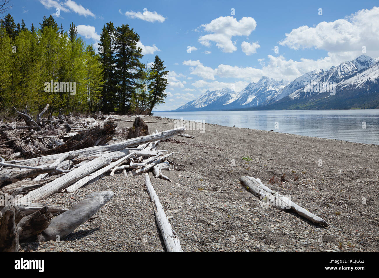 Lewis Lake below Grand Teton mountain range with trees and driftwood on the shore Stock Photo