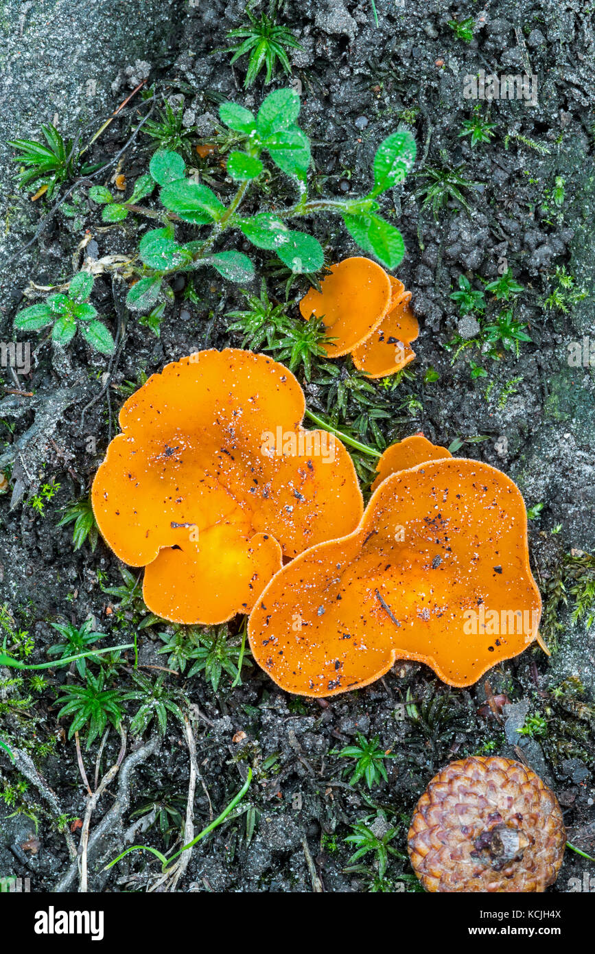 Orange peel fungus (Aleuria aurantia / Peziza aurantia) in autumn forest Stock Photo