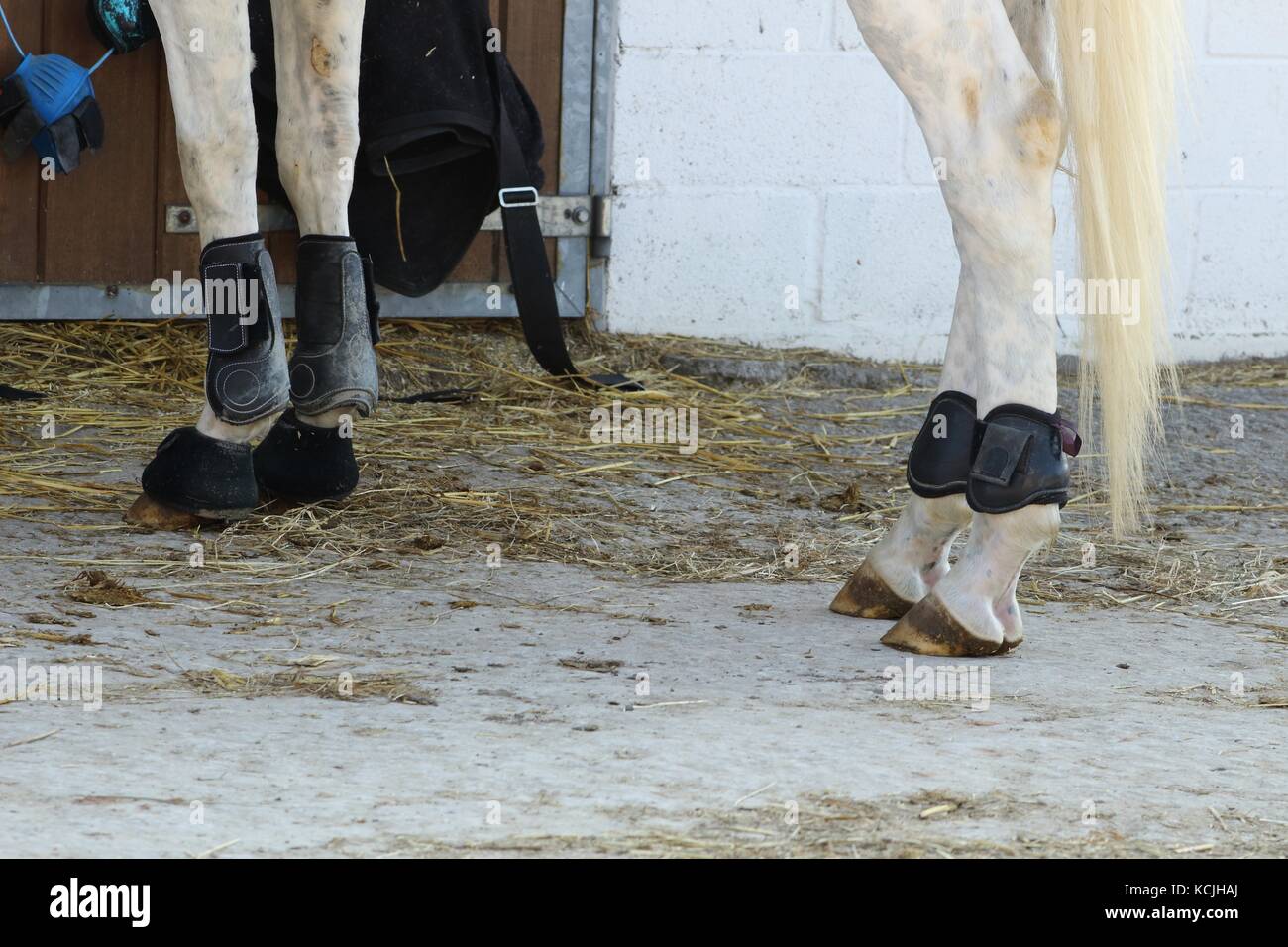 Brushing horse legs hires stock photography and images Alamy