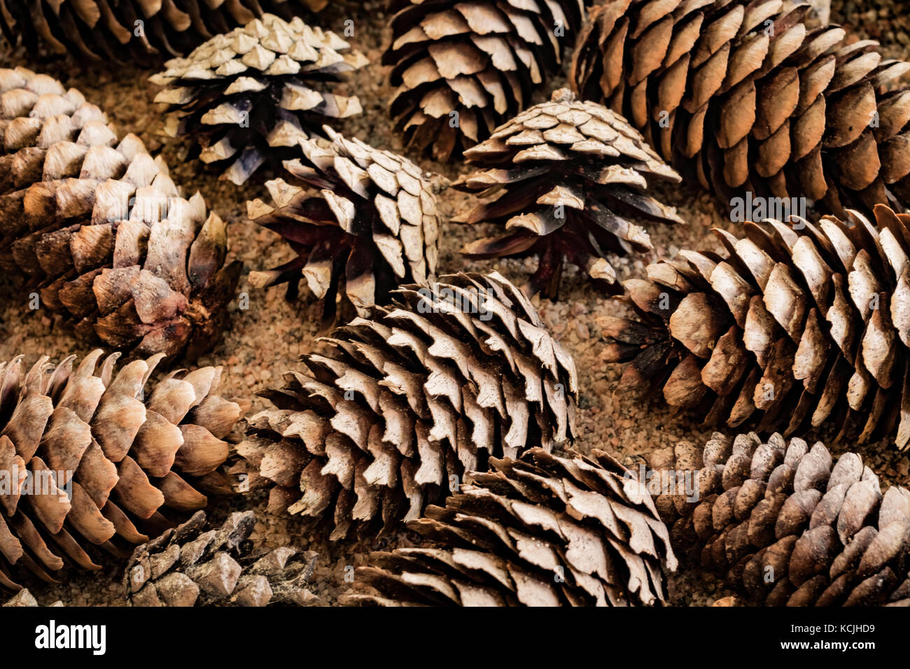 Pine and spruce cones on sand Stock Photo - Alamy