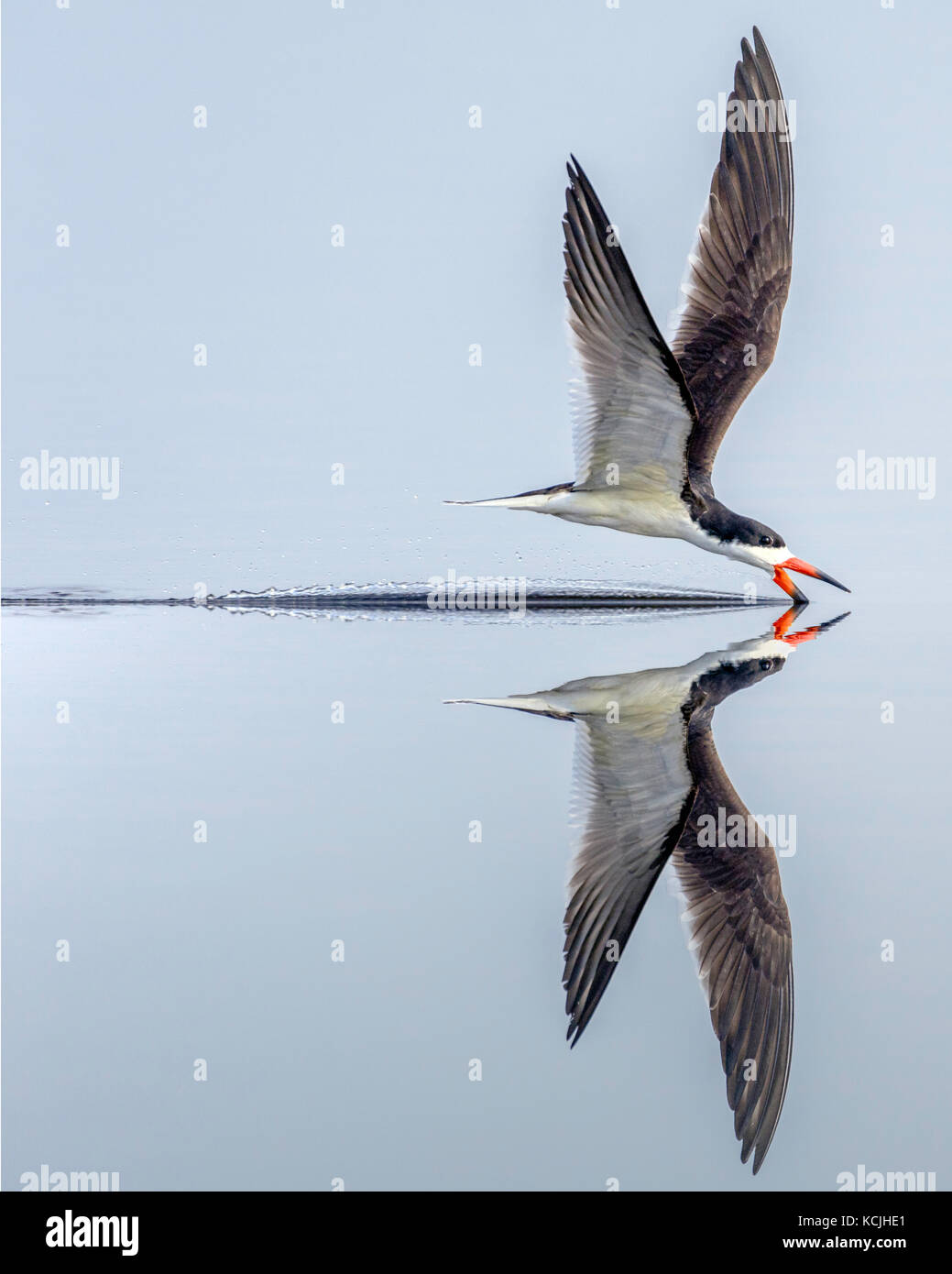 Pond Skimmers Hi Res Stock Photography And Images Alamy
