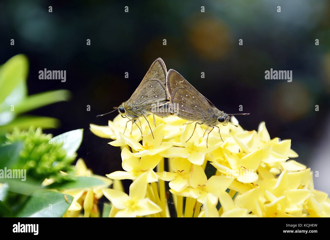 butterfly breeding on yellow  Ixora flower Stock Photo