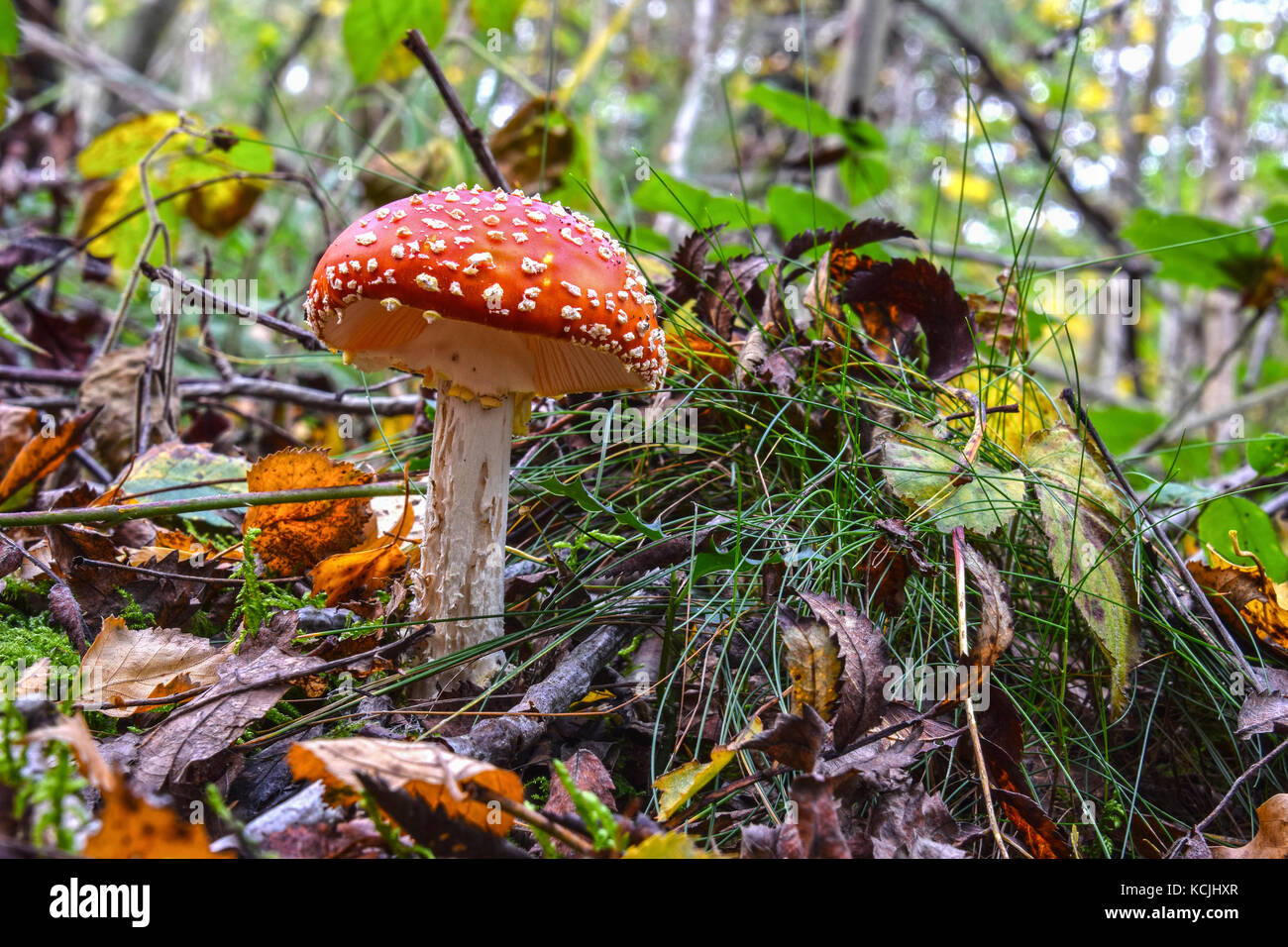 Fly agaric mushroom, Amanita muscaria, in its natural environment. Stock Photo