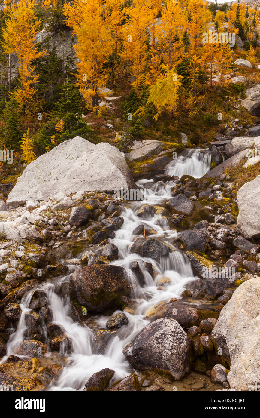 Fall larches above a cascading creek in fall, Bugaboo Provincial Park, Purcell Range, British Columbia, Canada. Stock Photo