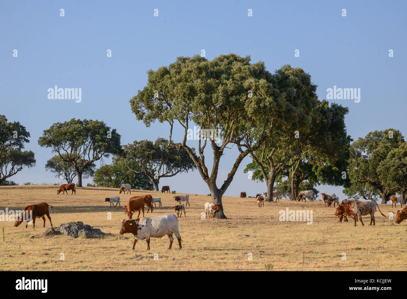 cork trees at Nossa Sra. de Guadalupe, Alentejo, Portugal Stock Photo