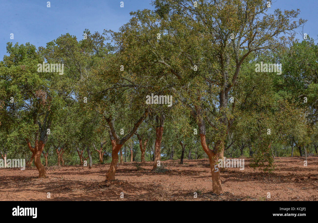 cork trees in Alentejo, Portugal Stock Photo