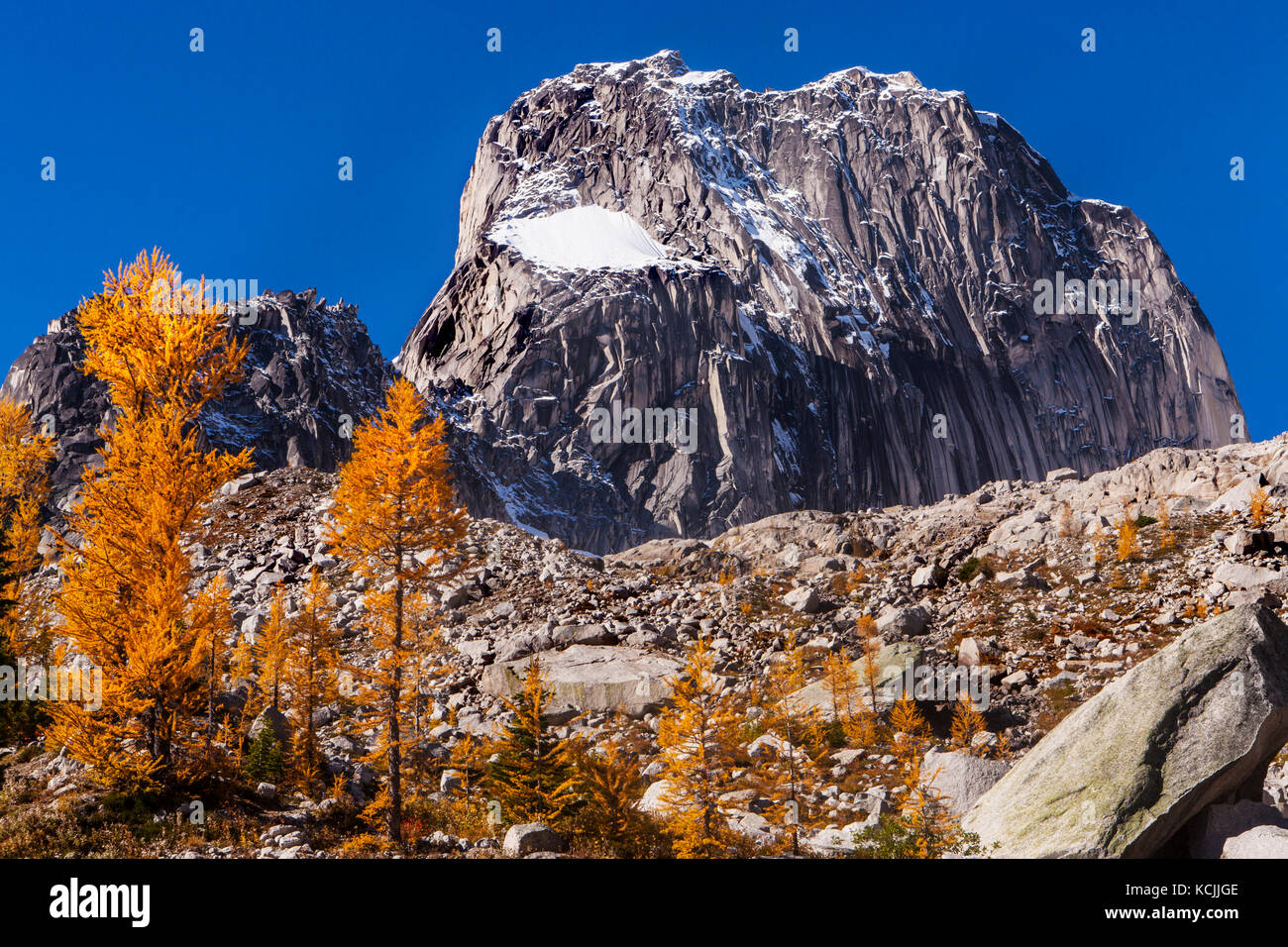 Snowpatch Spire above fall larches in Bugaboo Provincial Park, Purcell Range, British Columbia, Canada. Stock Photo