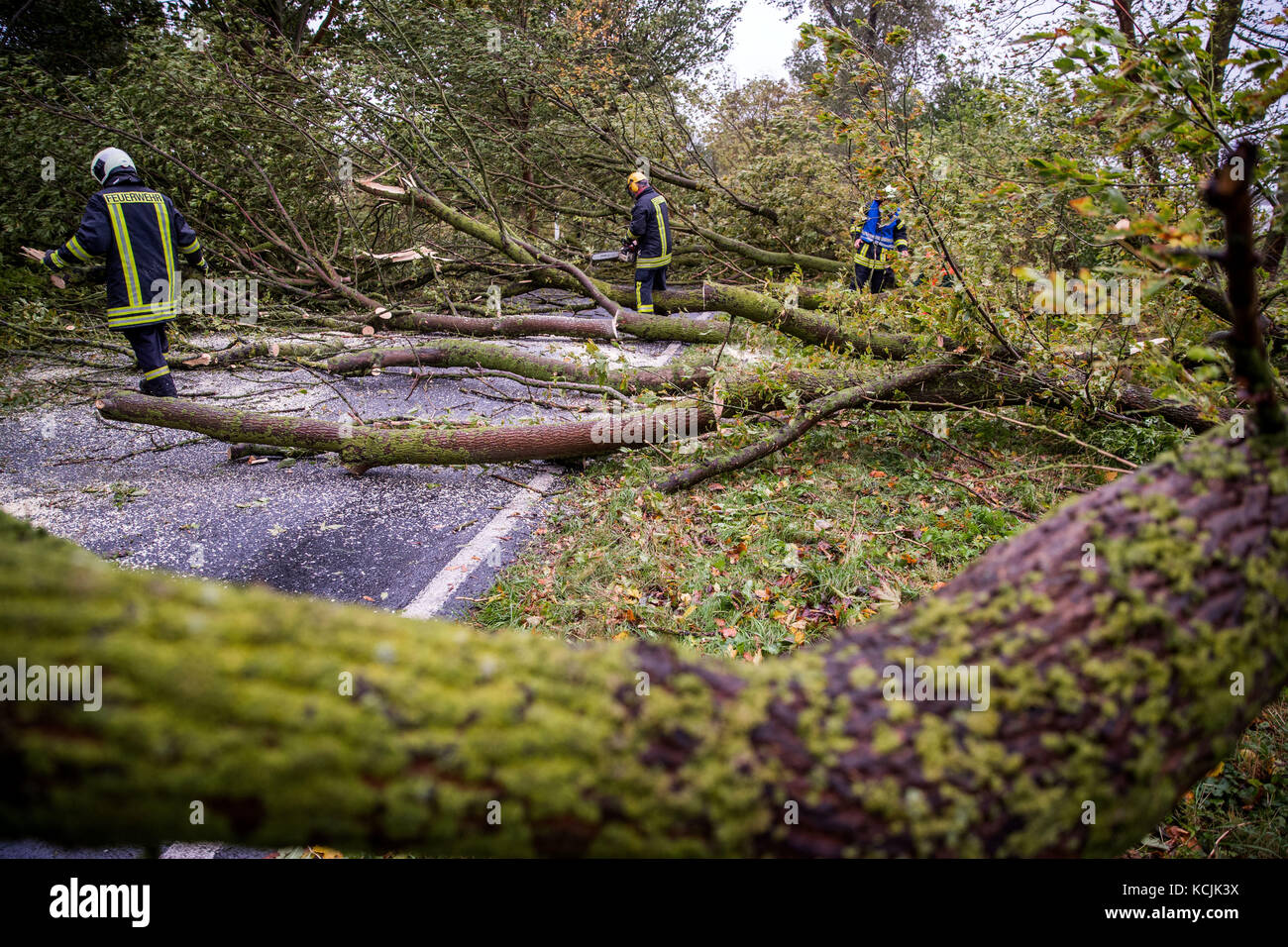 Wismar, Germany. 5th Oct, 2017. Several trees that fell in the storm are cleared off the road by the fire bridade near Wismar, Germany, 5 October 2017. The German Weather Service warns of orcan-like winds, falling trees and branches. Credit: Jens Büttner/dpa-Zentralbild/dpa/Alamy Live News Stock Photo