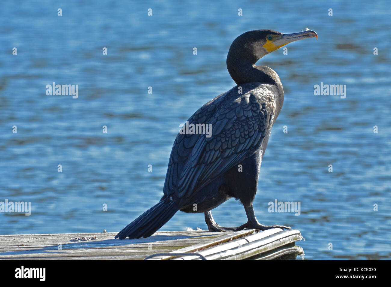 Bristol, UK. 06th Oct, 2017. 6/10/10. UK Weather. cormorant seen enjoing the warm sunshine on a