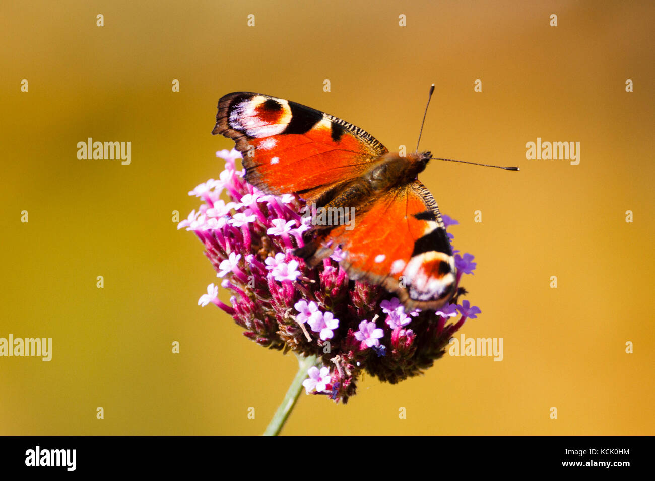 6th Oct 2017. UK weather. A Peacock butterfly (Aglais io) feasts on a Verbena plant in the morning sun in East Sussex, UK Credit: Ed Brown/Alamy Live News Stock Photo