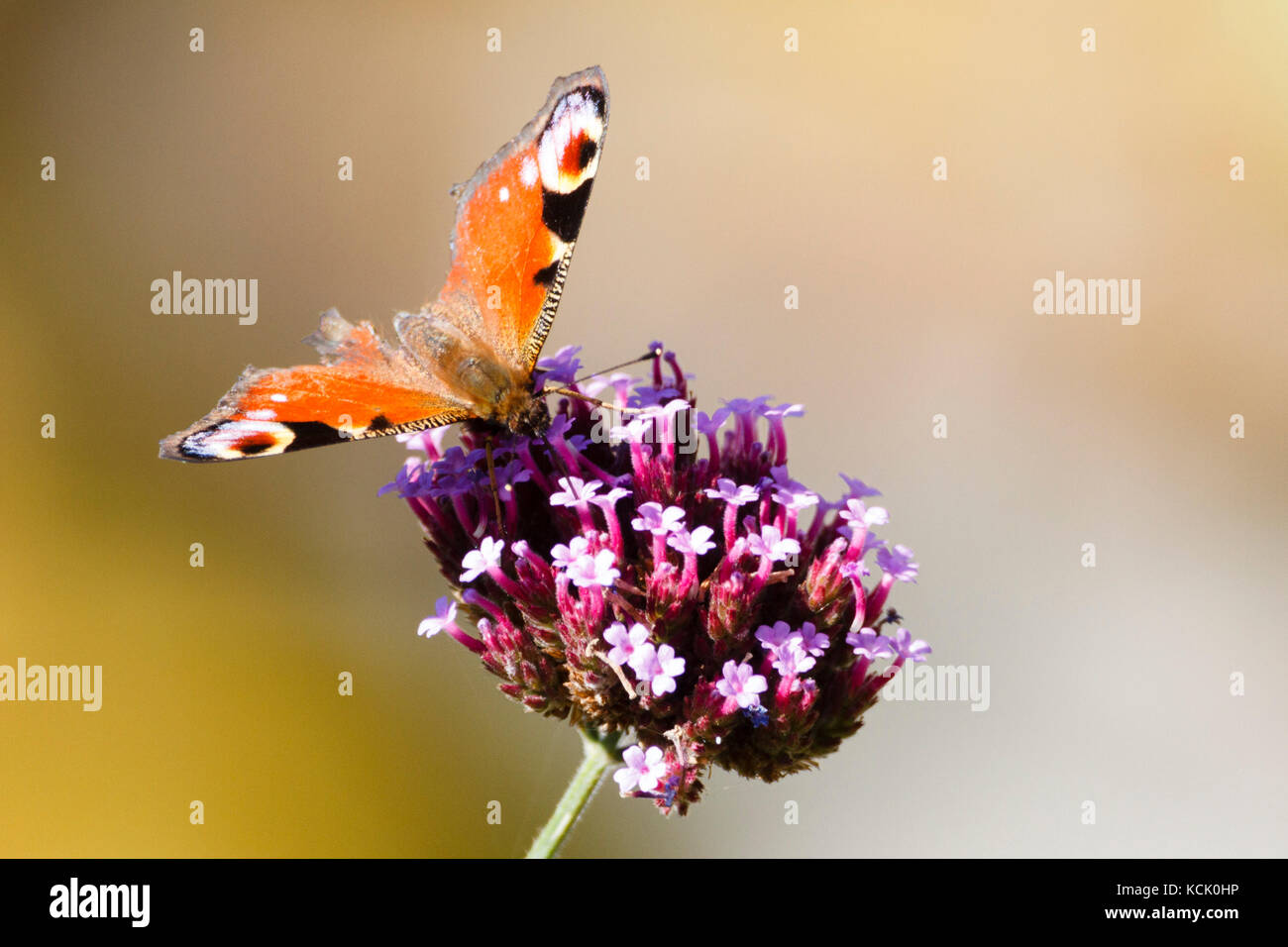 6th Oct 2017. UK weather. A Peacock butterfly (Aglais io) feasts on a Verbena plant in the morning sun in East Sussex, UK Credit: Ed Brown/Alamy Live News Stock Photo