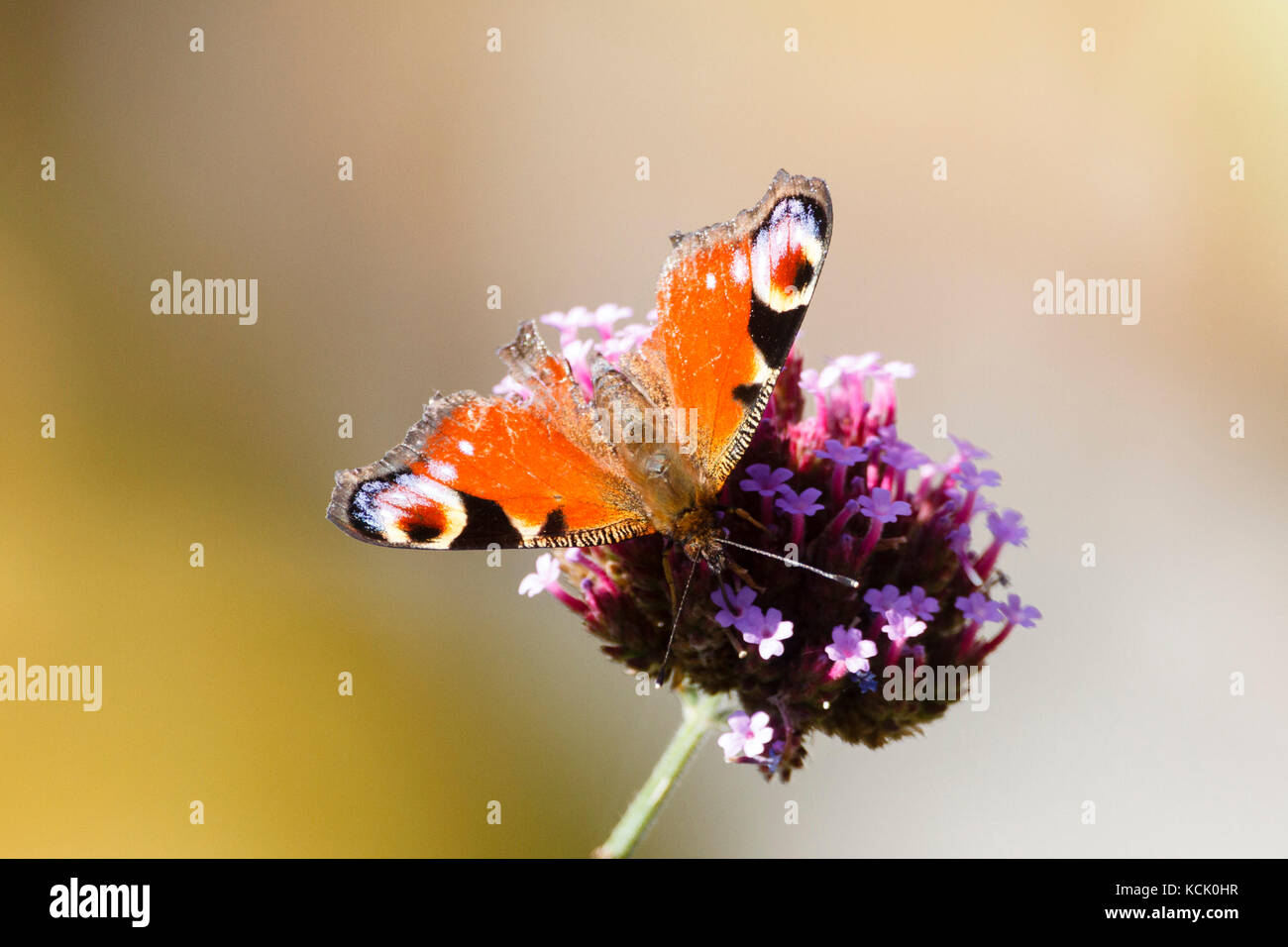6th Oct 2017. UK weather. A Peacock butterfly (Aglais io) feasts on a Verbena plant in the morning sun in East Sussex, UK Credit: Ed Brown/Alamy Live News Stock Photo