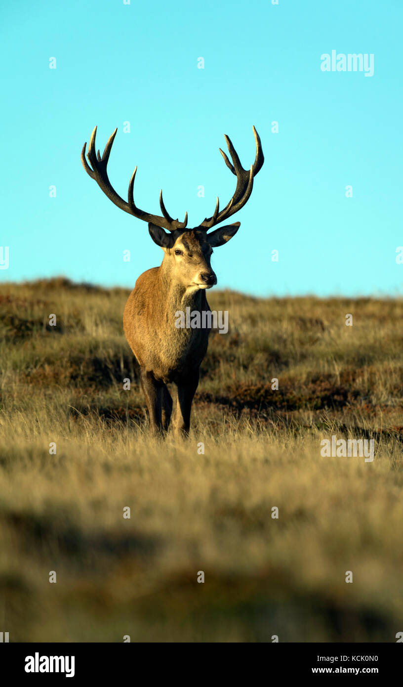 Red Deer stag in West Cornwall Stock Photo