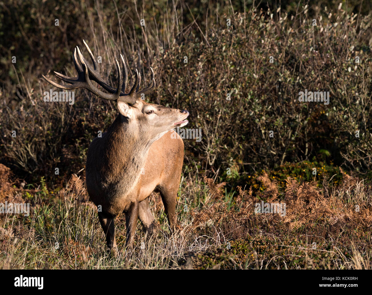 Red Deer stag in West Cornwall Stock Photo