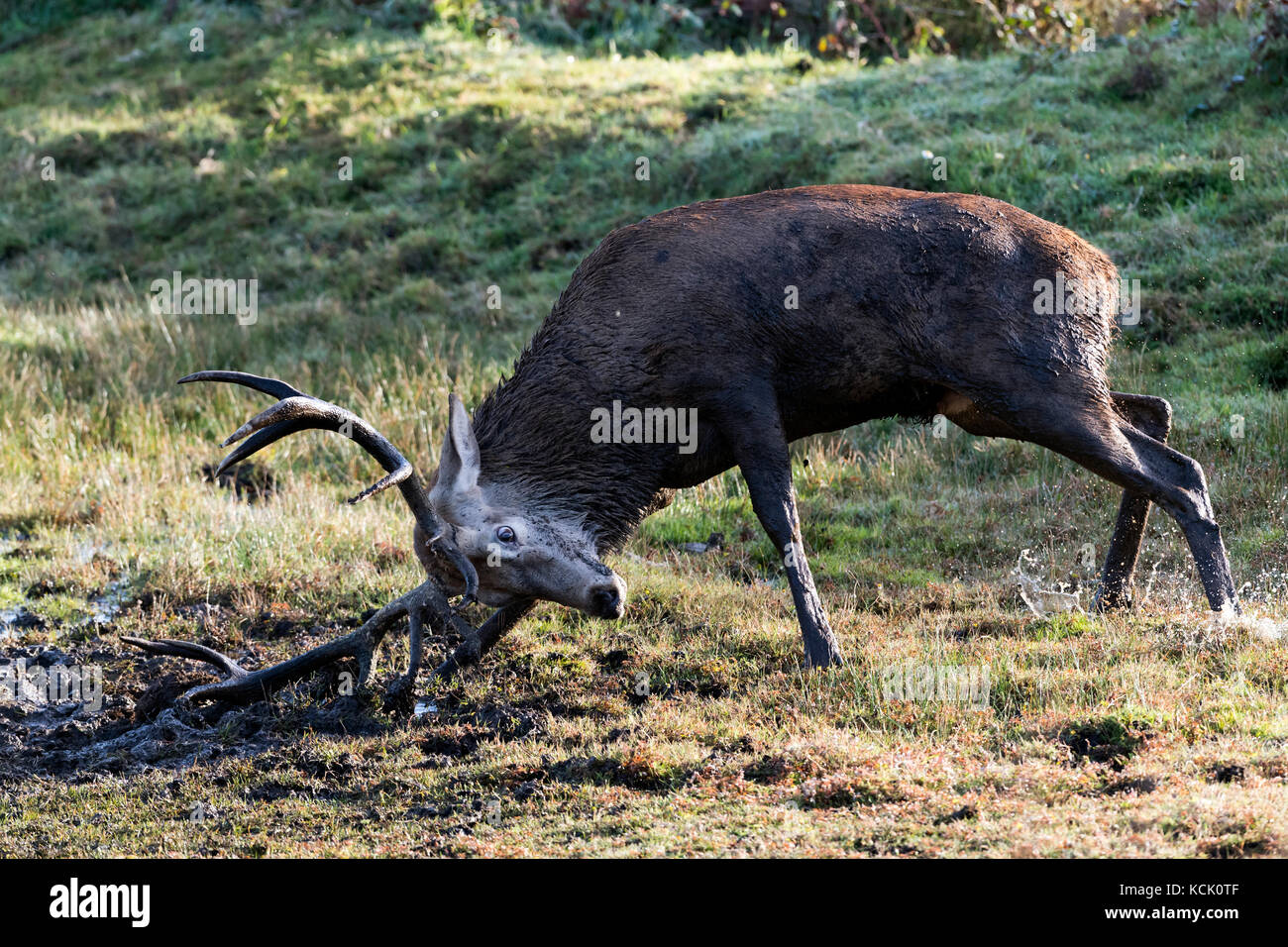 Lands End, Cornwall, UK. 6th October, 2017. Red Deer Mud bathes and thrashes around in the early morning sunshine Credit: Bob Sharples/Alamy Live News Stock Photo