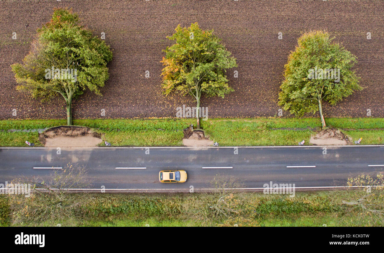 Rautenberg, Germany. 6th Oct, 2017. Three trees lie uprooted by a street near Rautenberg, Germany, 6 October 2017. Credit: Julian Stratenschulte/dpa/Alamy Live News Stock Photo