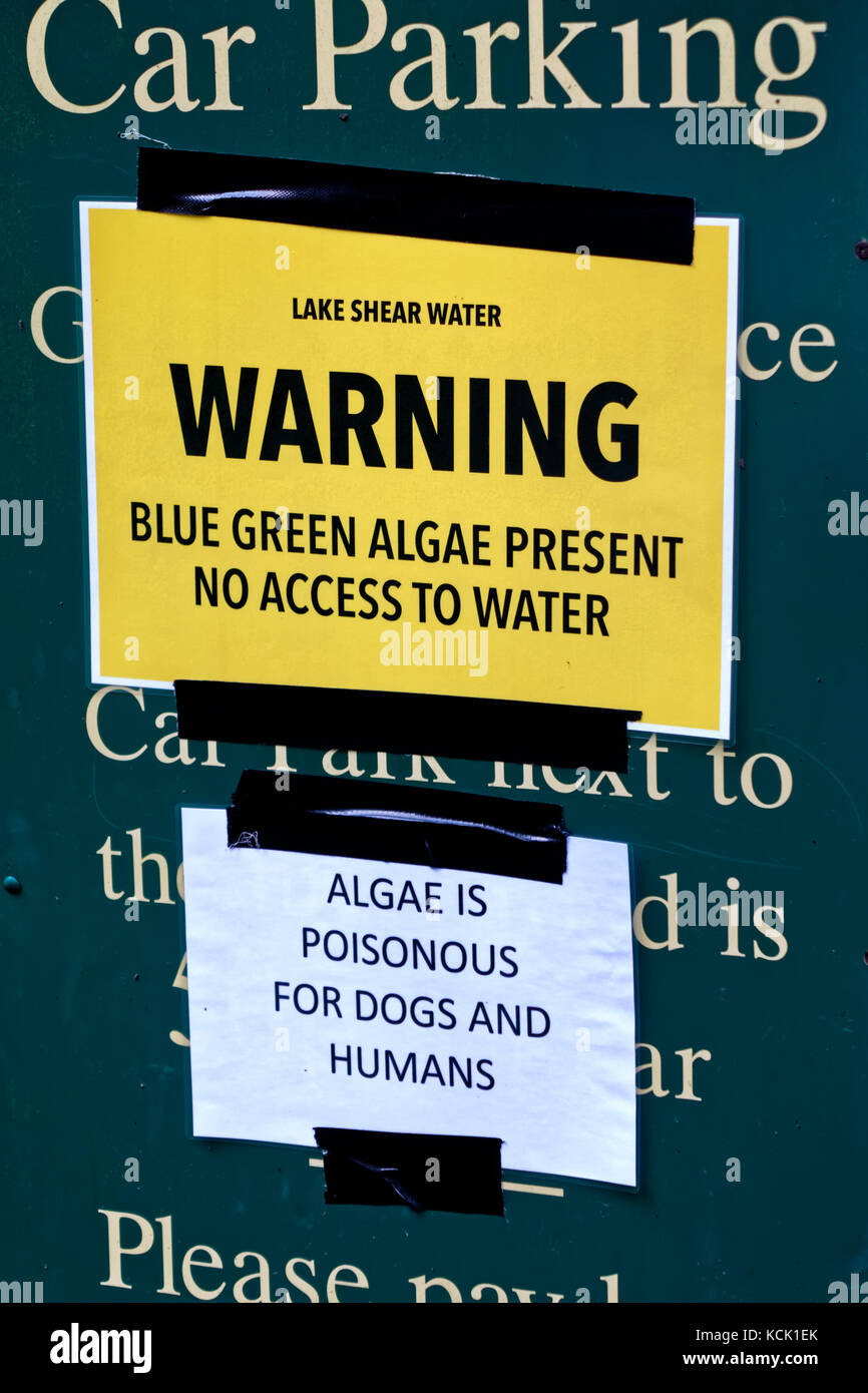 Shearwater Lake, Crockerton, Wiltshire, UK. 6th October 2017.The discovery of a poisonous blue - green algae has forced  Longleat Estate to temporarily close Shearwater Lake to the public as a precaution until the algae can be cleared.© Andrew Harker/Alamy Live News Stock Photo