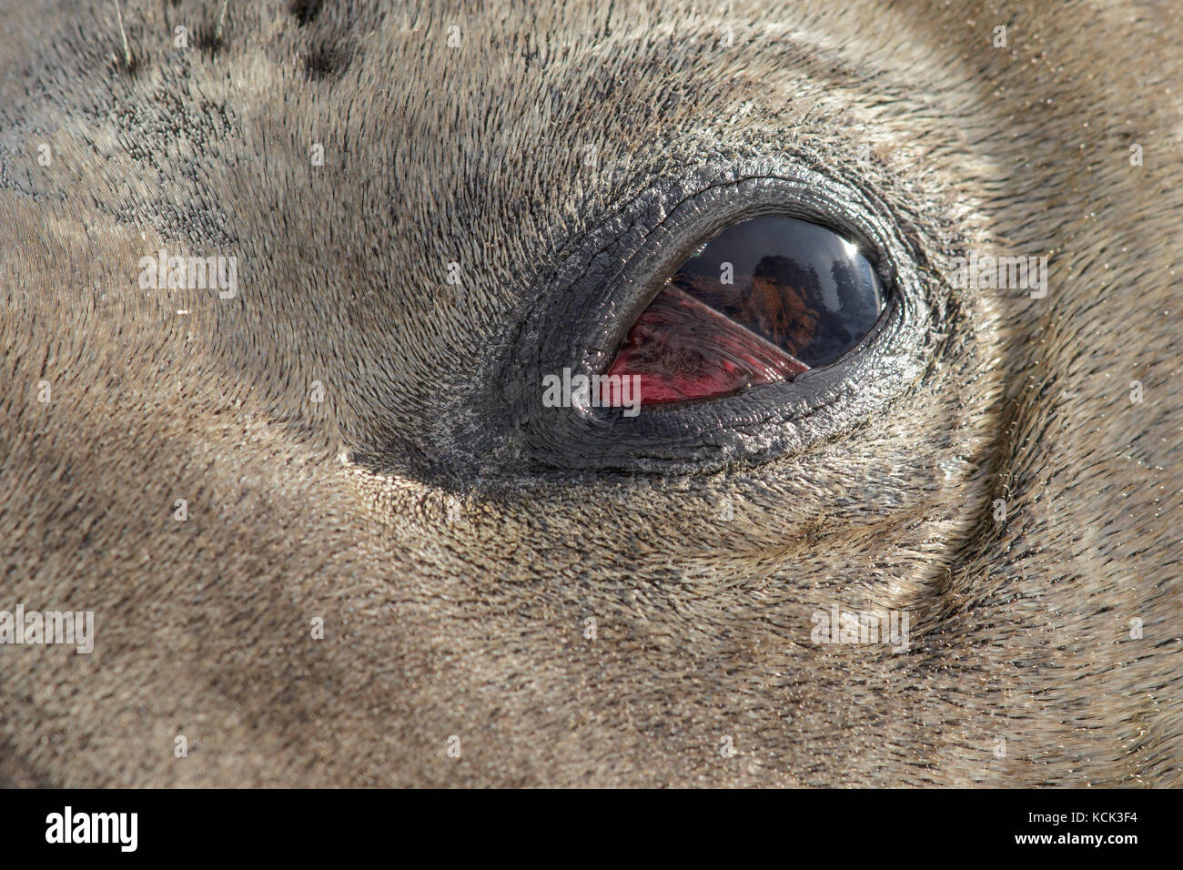 Close up of Elephant Seal eye ball South Georgia Island. Stock Photo