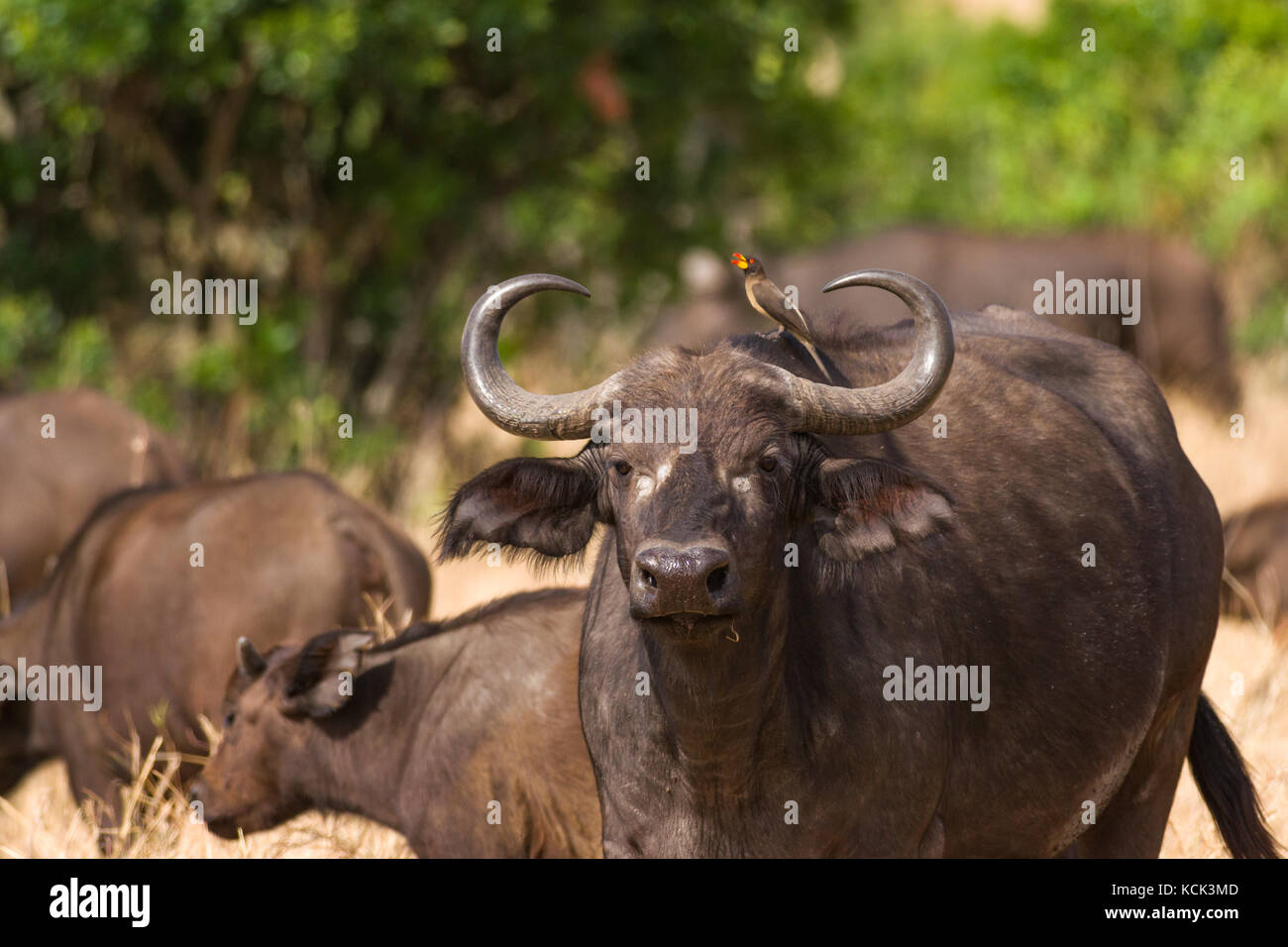 African or Cape buffalo (Syncerus caffer) with Oxpeckers (Buphagus africanus), Masai Mara National Game Park Reserve, Kenya, East Africa Stock Photo