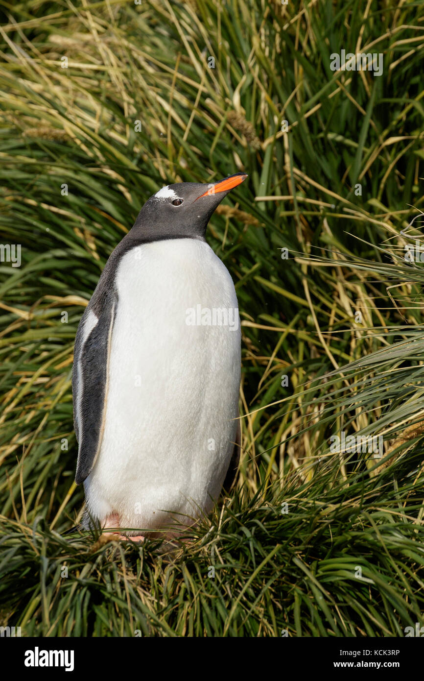 Gentoo Penguin (Pygoscelis papua) perched on tussock grass on South Georgia Island. Stock Photo