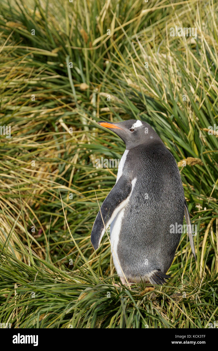 Gentoo Penguin (Pygoscelis papua) perched on tussock grass on South Georgia Island. Stock Photo