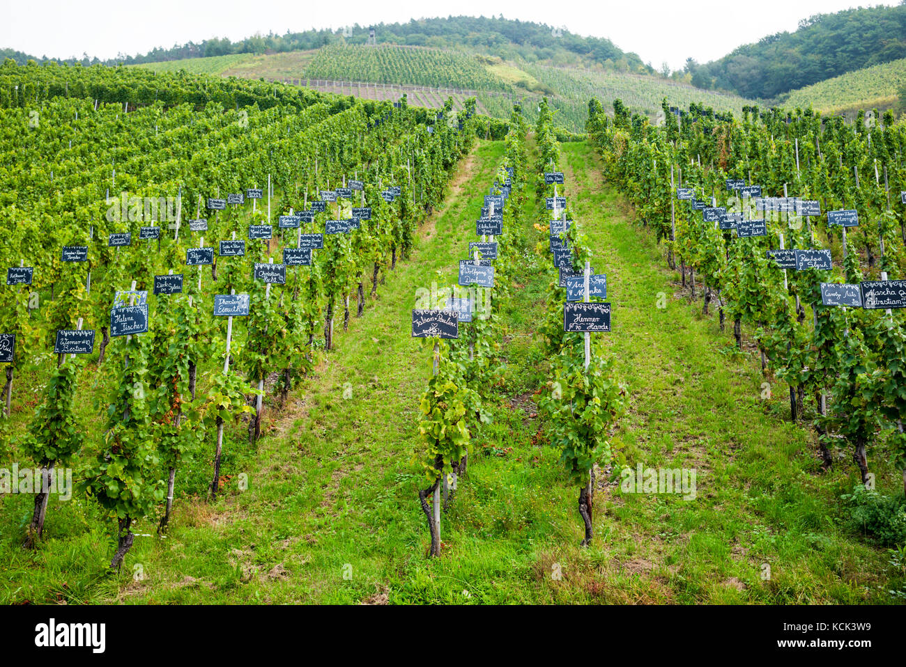 Vines growing in the Moselle Valley, Germany Stock Photo