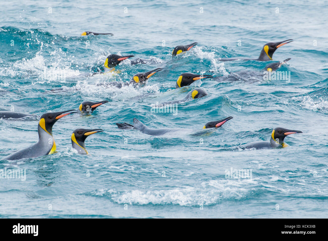 King Penguin (Aptenodytes patagonicus) swimming in the ocean near South Georgia Island. Stock Photo
