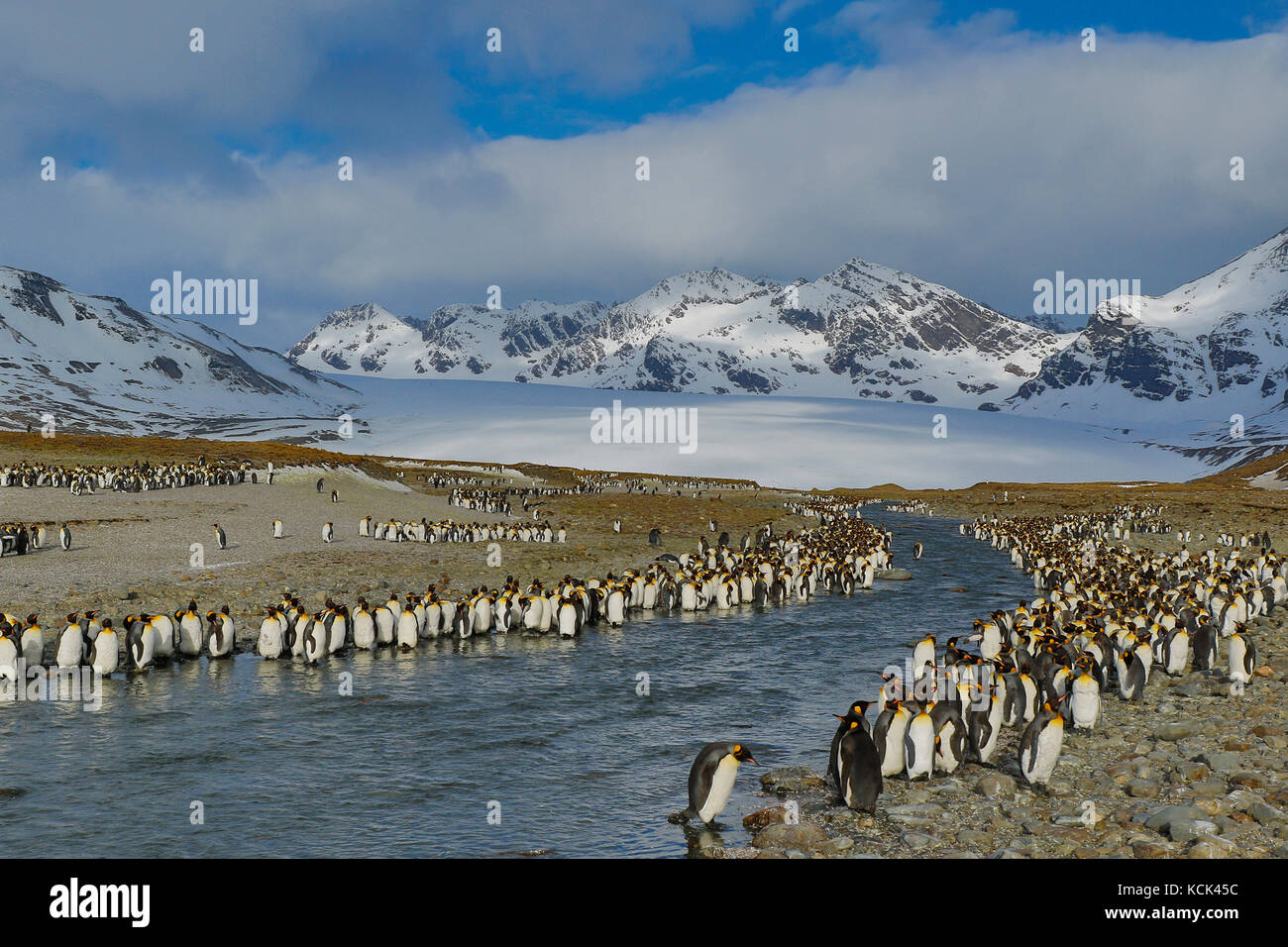 Large  colony of King Penguins (Aptenodytes patagonicus) gathered on a rocky beach on South Georgia Island. Stock Photo