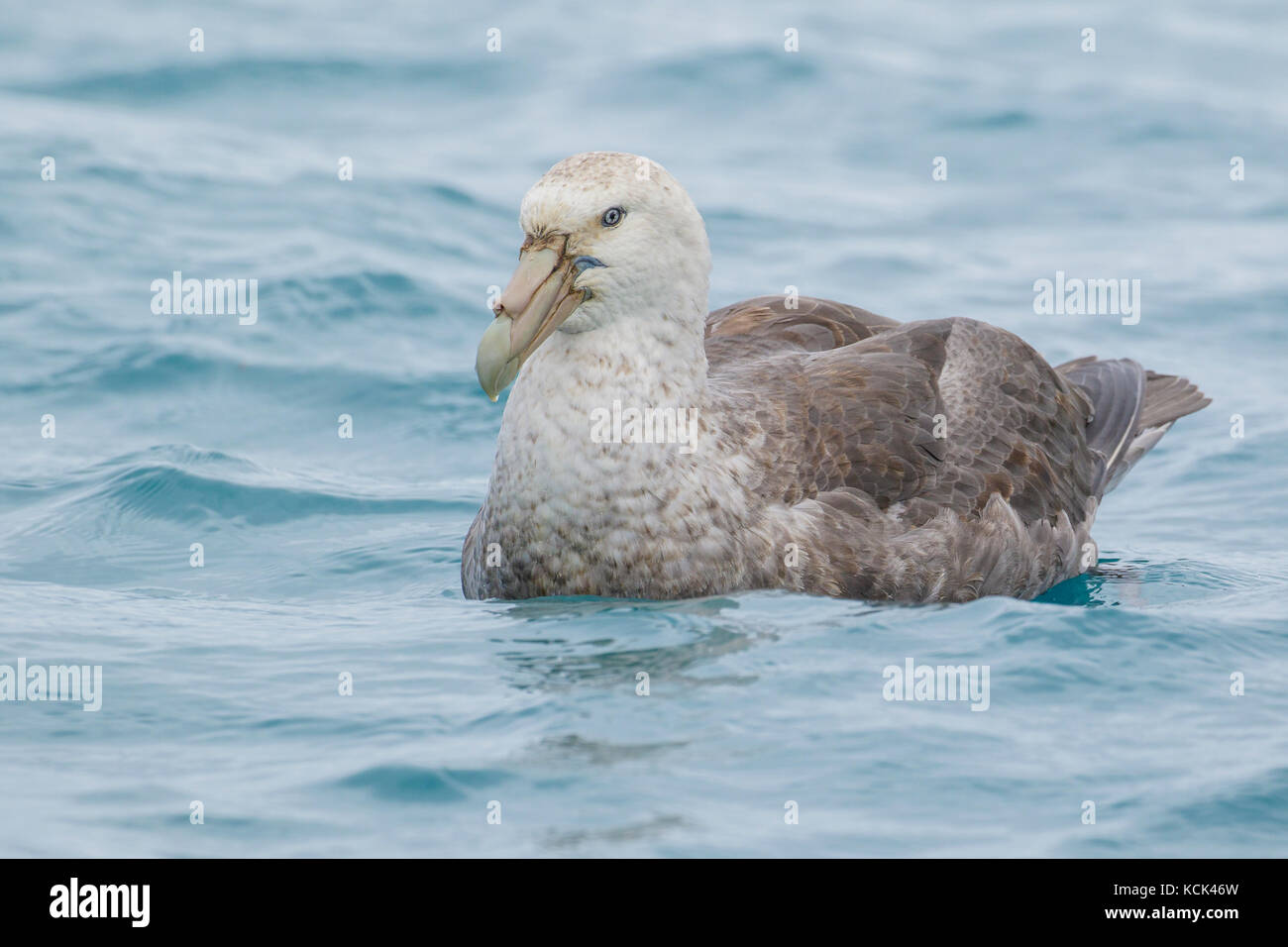 Southern Giant Petrel (Macronectes giganteus) swimming in the ocean near South Georgia Island. Stock Photo