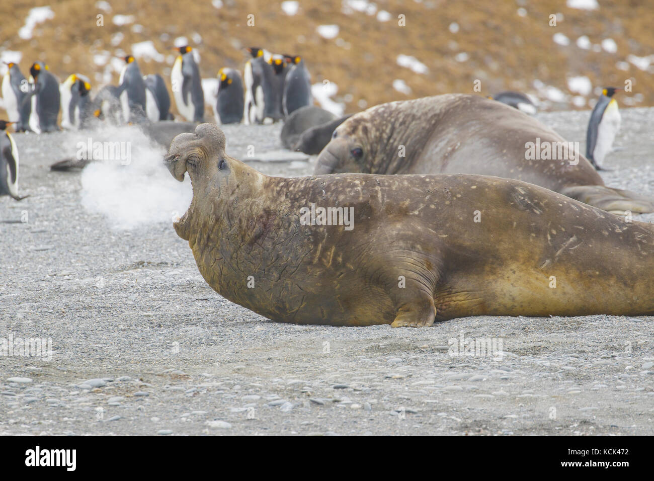 Elephant Seal, Mirounga angustirostris vocalizing while hauled out on a beach Stock Photo