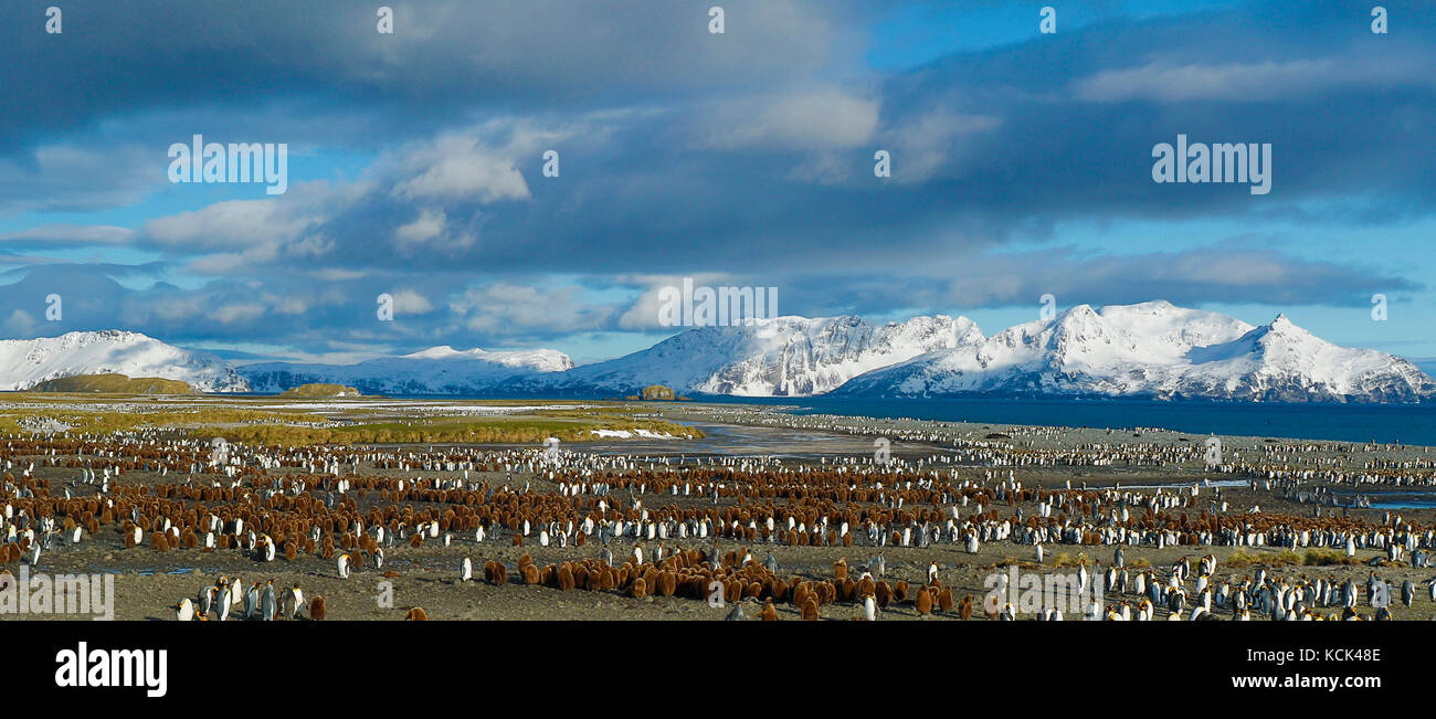Large colony on penguins with scenic mountain backdrop in the South Georgia and the South Sandwich Islands Stock Photo