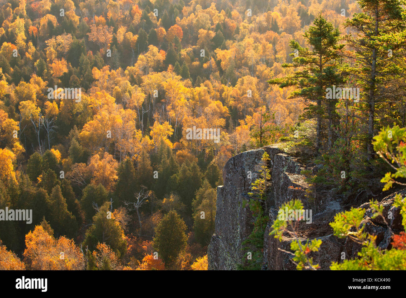 Backlit cliff with pines above aspen trees in fall color on Oberg Mountain in northern Minnesota Stock Photo