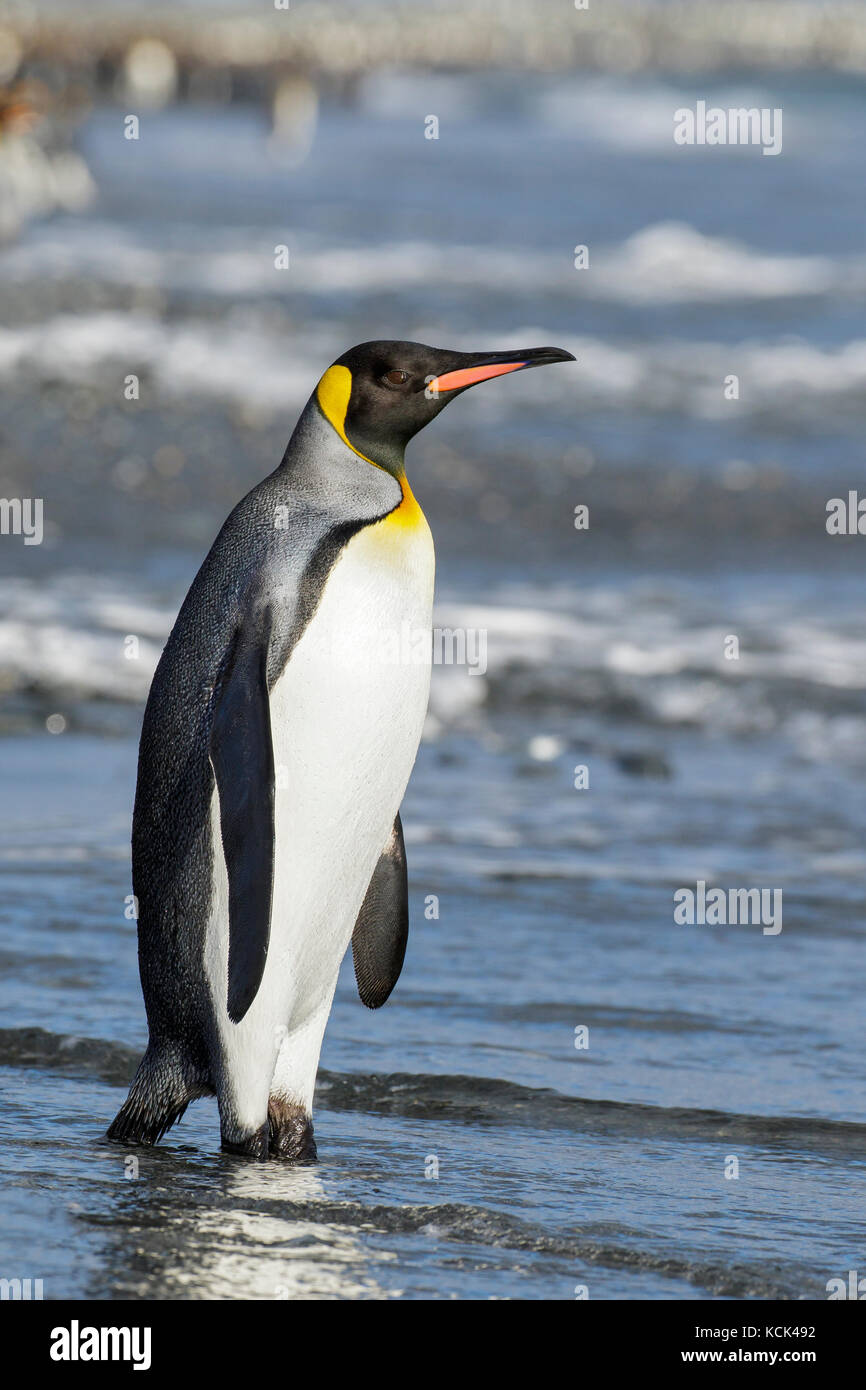 King Penguin (Aptenodytes patagonicus) perched on a rocky beach on South Georgia Island. Stock Photo