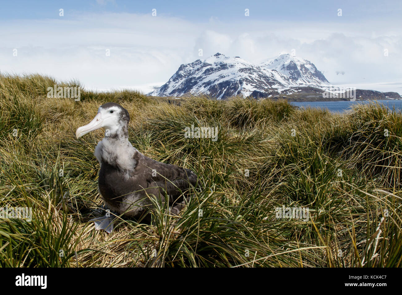 Wandering Albatross (Diomedea exulans) perched on tussock grass on South Georgia Island. Stock Photo