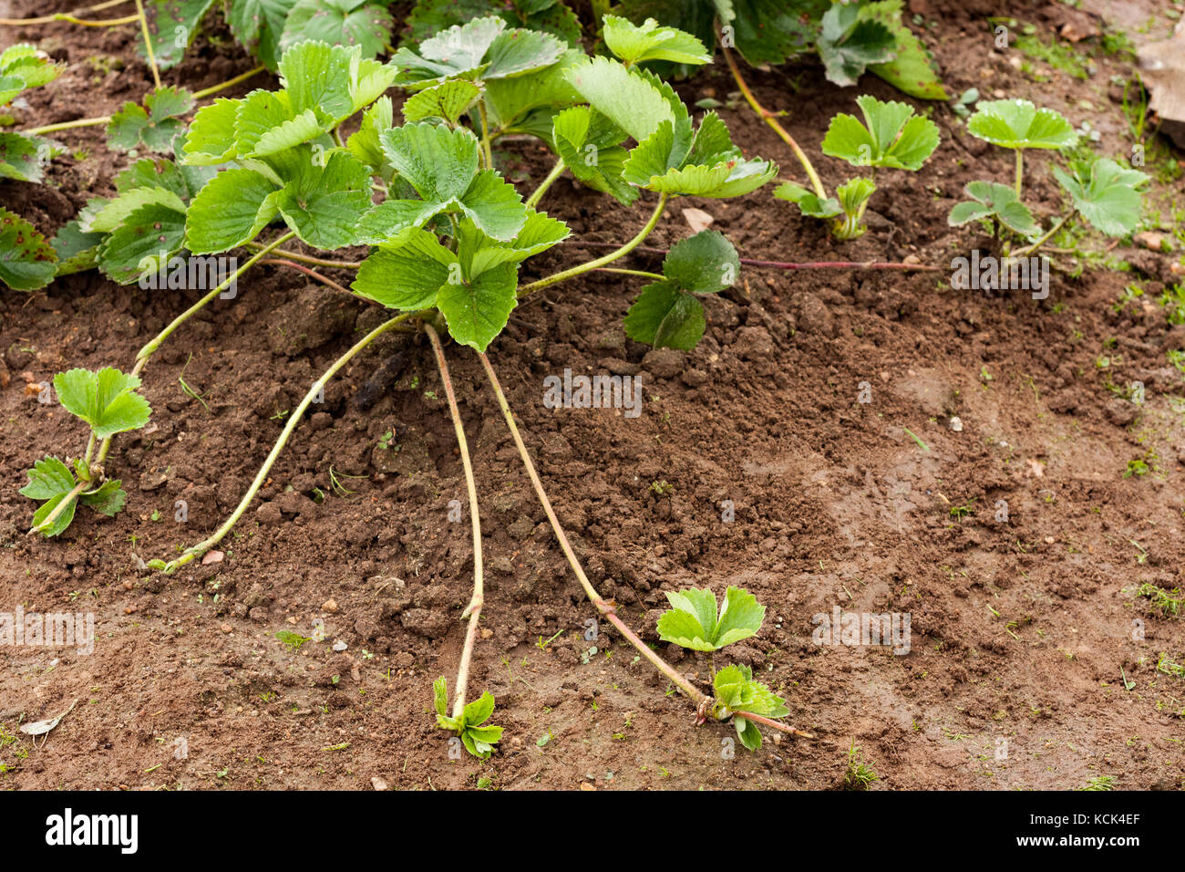 Bush Strawberry Plant With Runners (Stolens) For Propagation In Garden Outdoor. Stock Photo