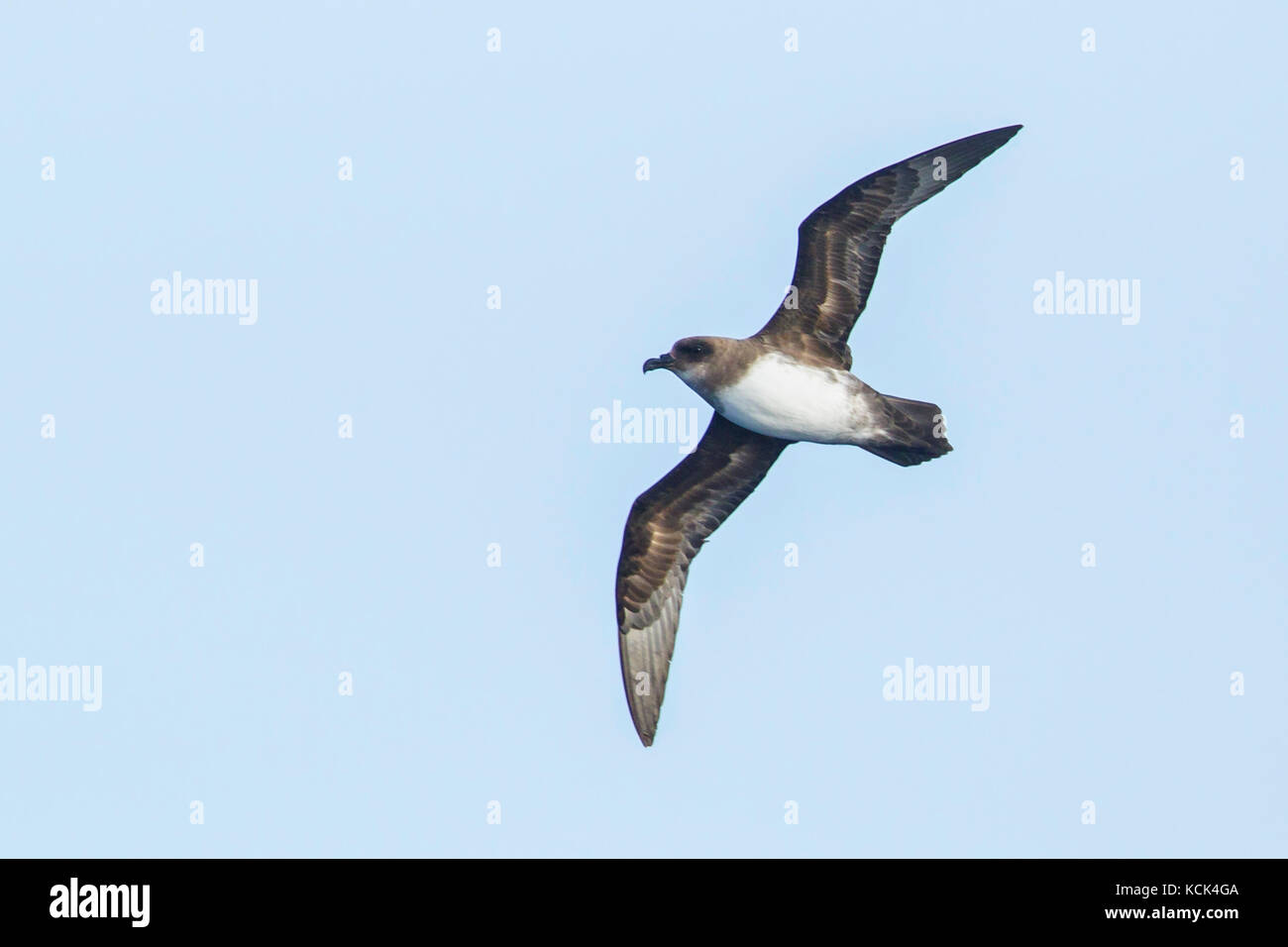 Atlantic Petrel (Pterodroma incerta) flying over the ocean searching for food near South Georgia Island. Stock Photo