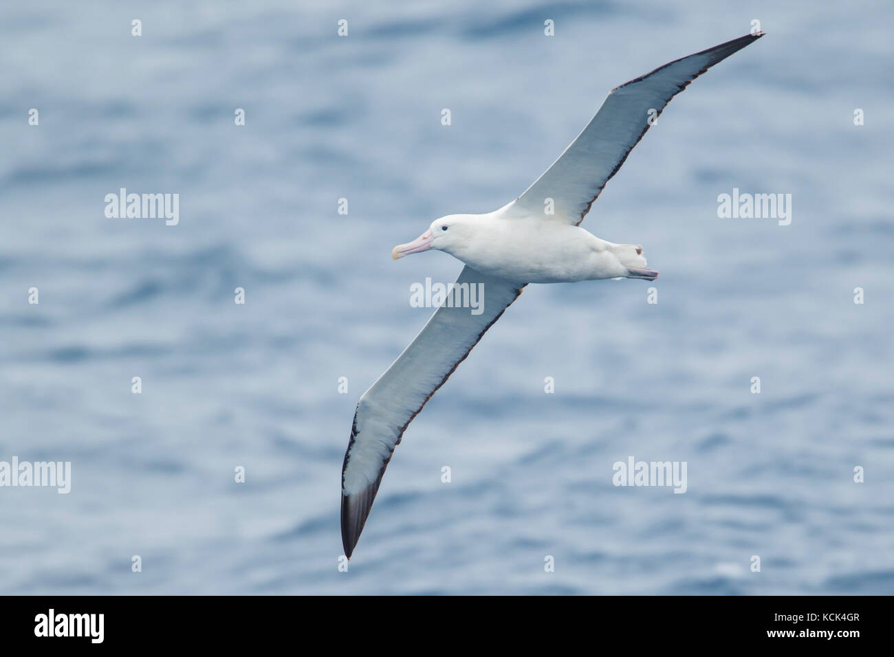 Wandering Albatross (Diomedea exulans) flying over the ocean searching for food near South Georgia Island Stock Photo