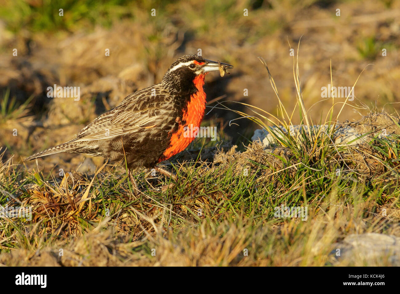 Long-tailed Meadowlark (Sturnella loyca) perched on the ground in the Falkland Islands. Stock Photo