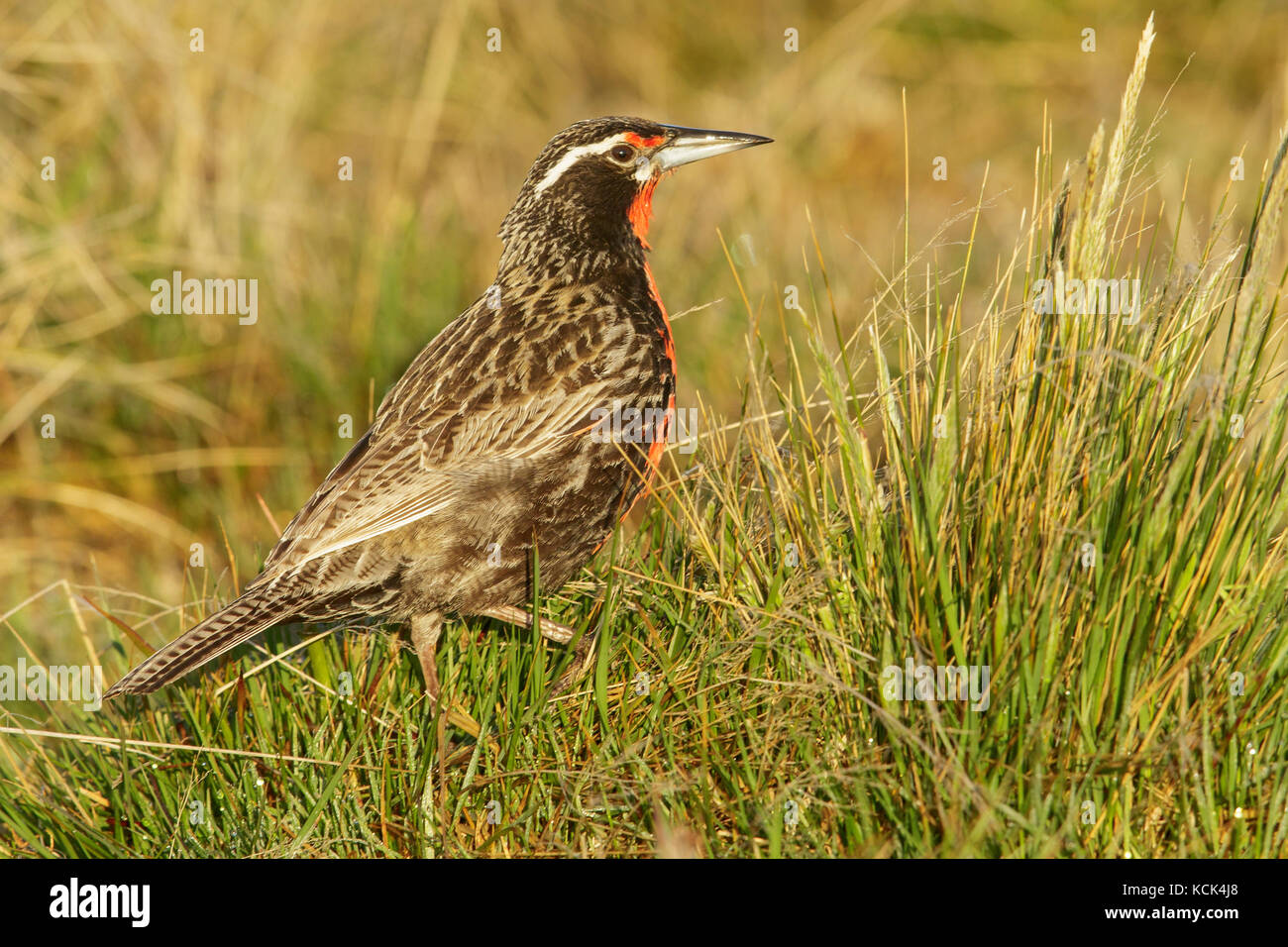 Long-tailed Meadowlark (Sturnella loyca) perched on the ground in the Falkland Islands. Stock Photo