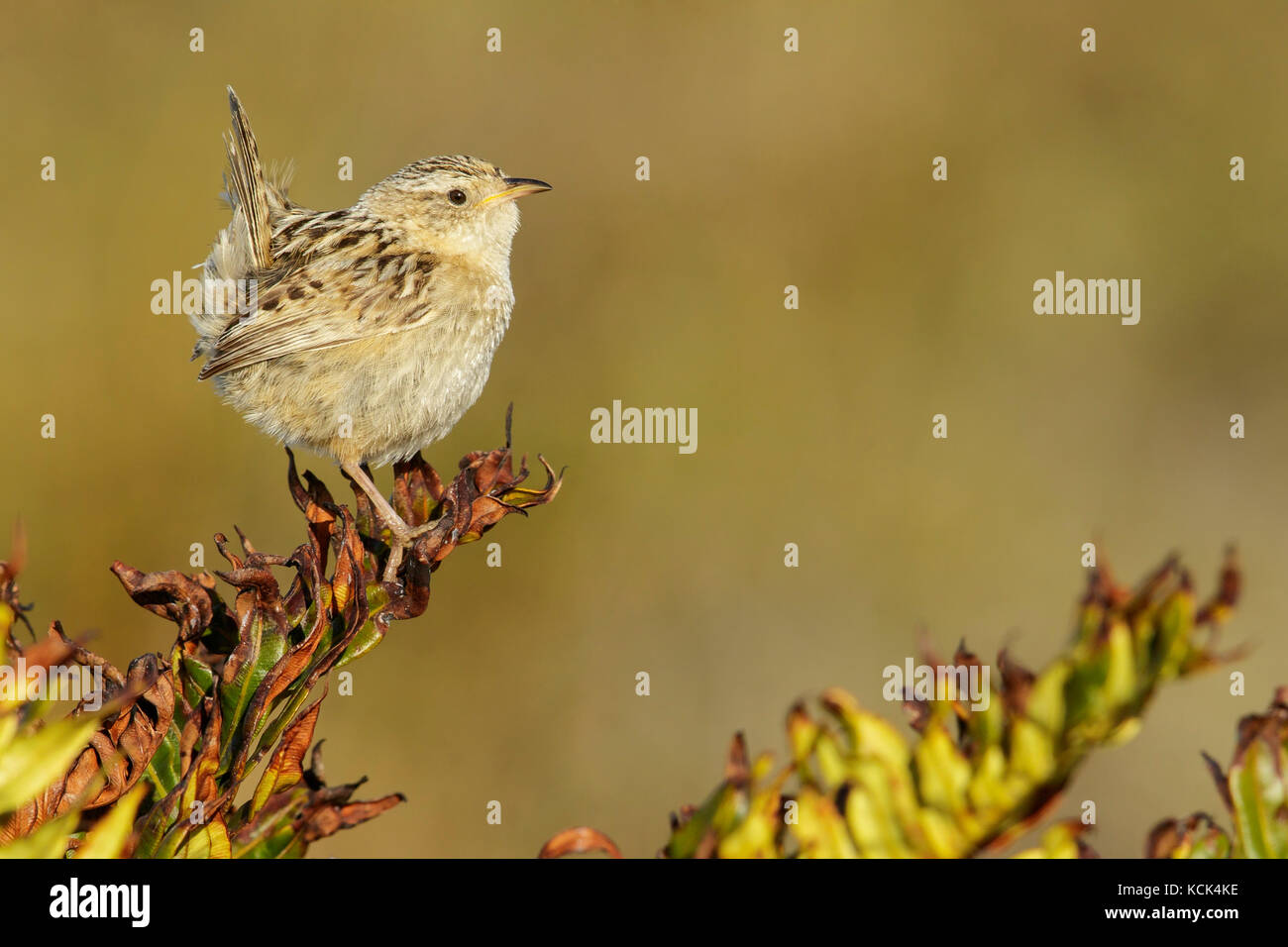 Grass Wren (Cistothorus platensis) perched on the ground in the Falkland Islands. Stock Photo