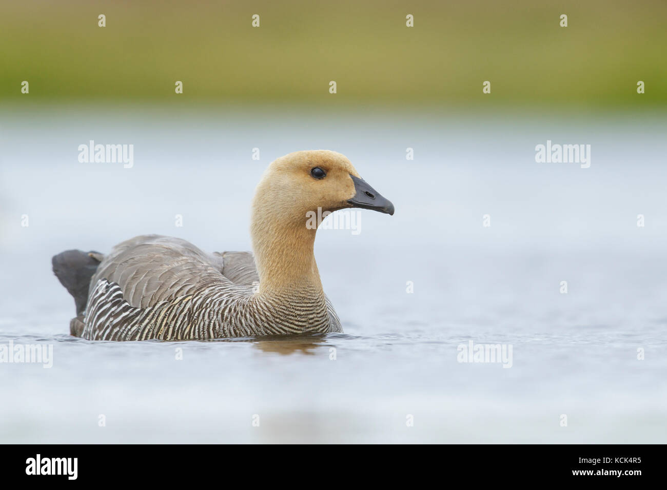 Upland Goose (Chloephaga picta) on a small pond in the Falkland Islands. Stock Photo