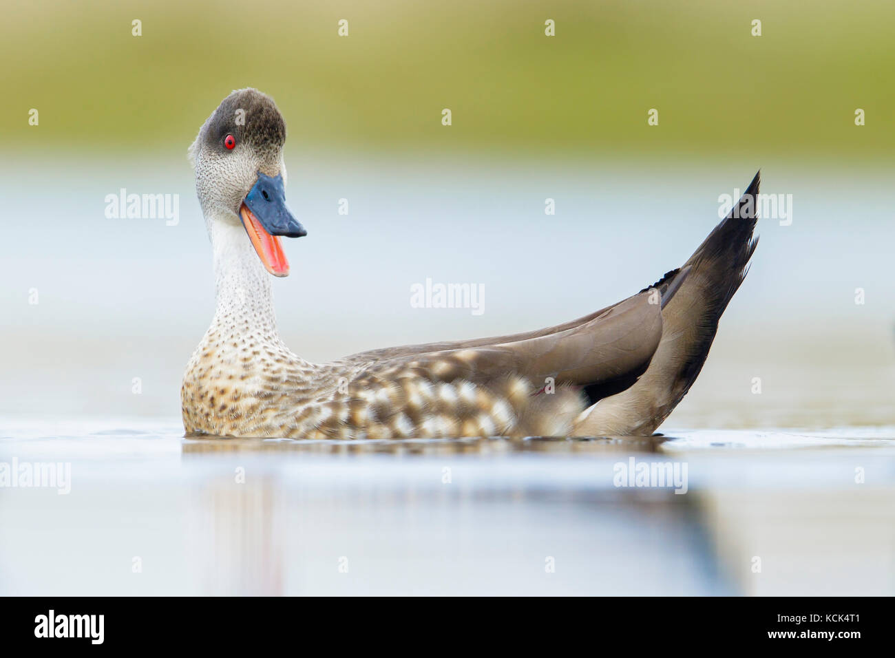 Patagonian Crested Duck (Lophonetta specularioides) on a small pond in the Falkland Islands. Stock Photo