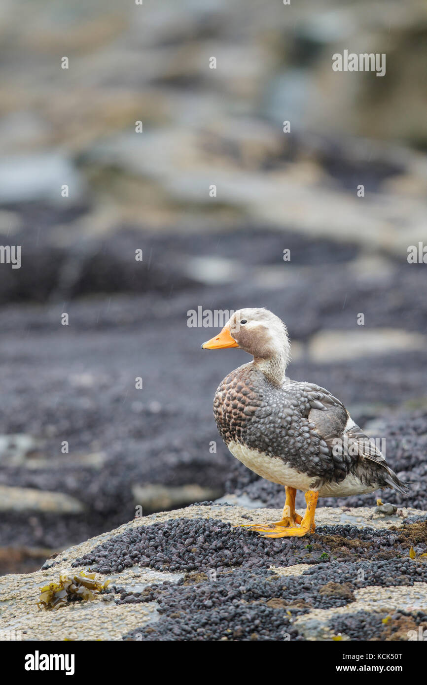 Falkland (Flightless) Steamer-Duck (Tachyeres brachypterus) perched on a rock in the Falkland Islands. Stock Photo