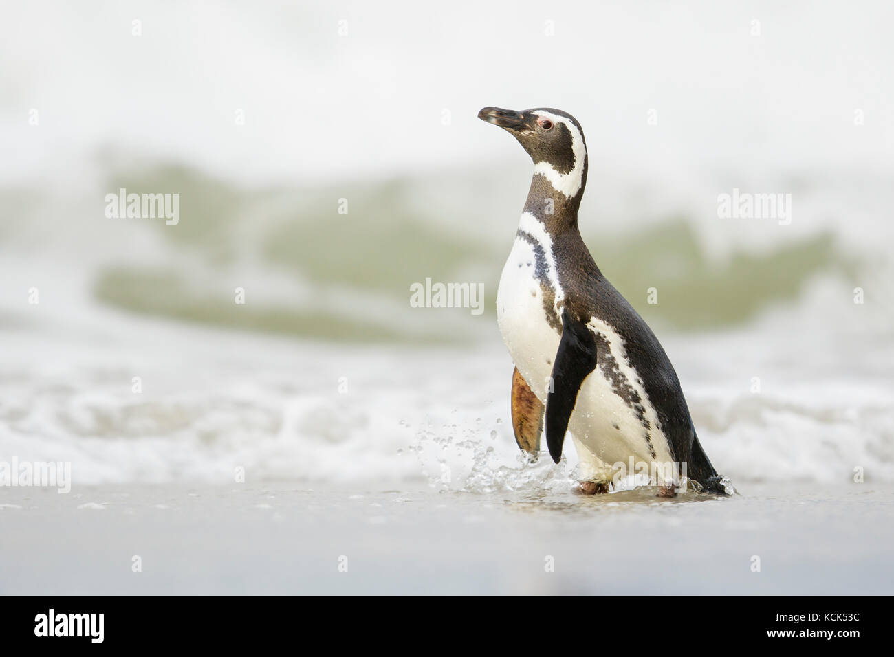 Magellanic Penguin (Spheniscus magellanicus) on a beach in the Falkland Islands. Stock Photo