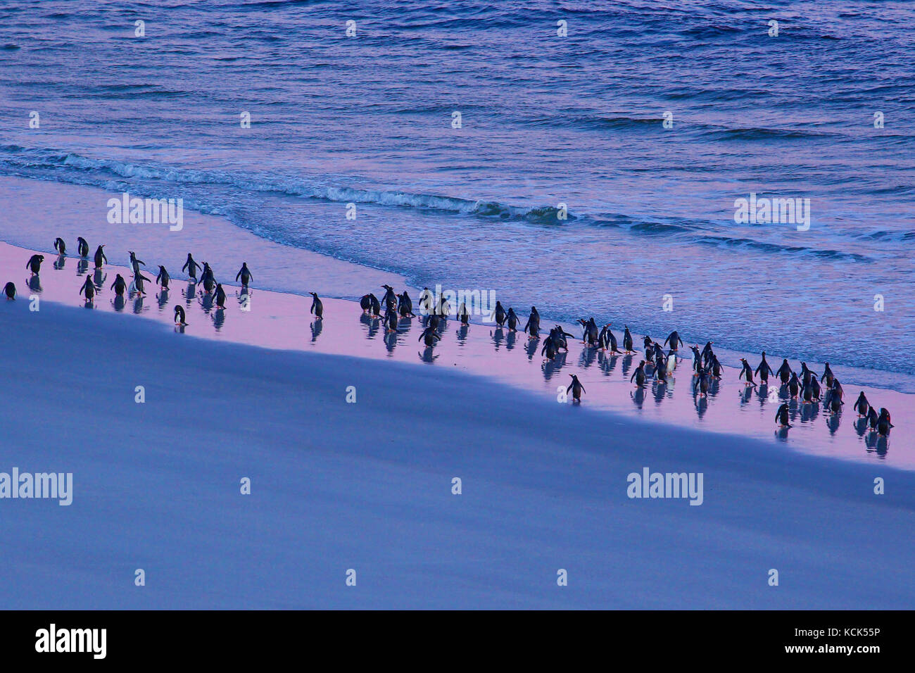 A Large waddle of  Rockhopper Penguins,Eudyptes chrysocome, gathered along a beach in the Falkland Islands, British overseas territory, Stock Photo