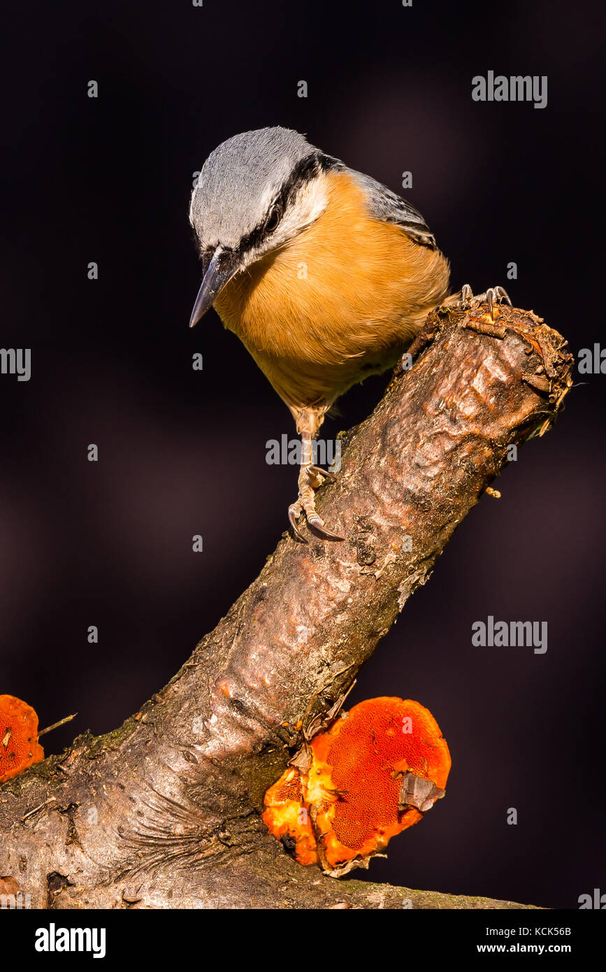 Vertical photo of nice songbird Nuthatch which is perched on the wooden twig. Animal with grey, blue, black, white and orange feathers sits on branch  Stock Photo