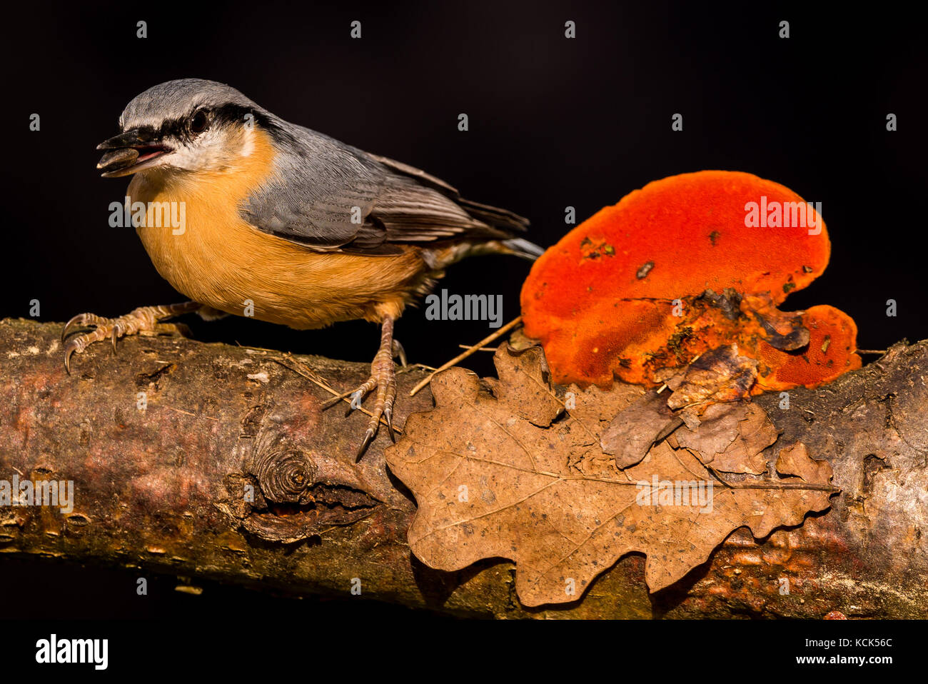 Horizontal photo of nice songbird Nuthatch with seed in a beak which is perched on the wooden twig with orange mushroom. Animal has grey, blue, black, Stock Photo
